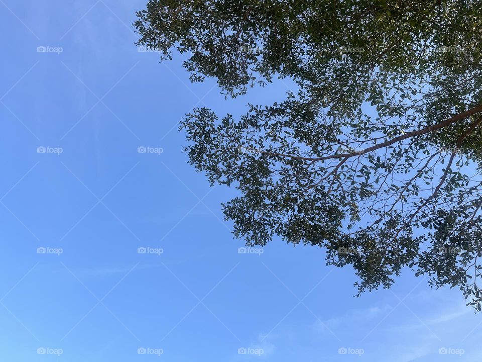 📸 Capture the Power of Complementary Colors 