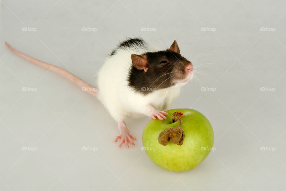 Cute Baby Rat with an Apple 