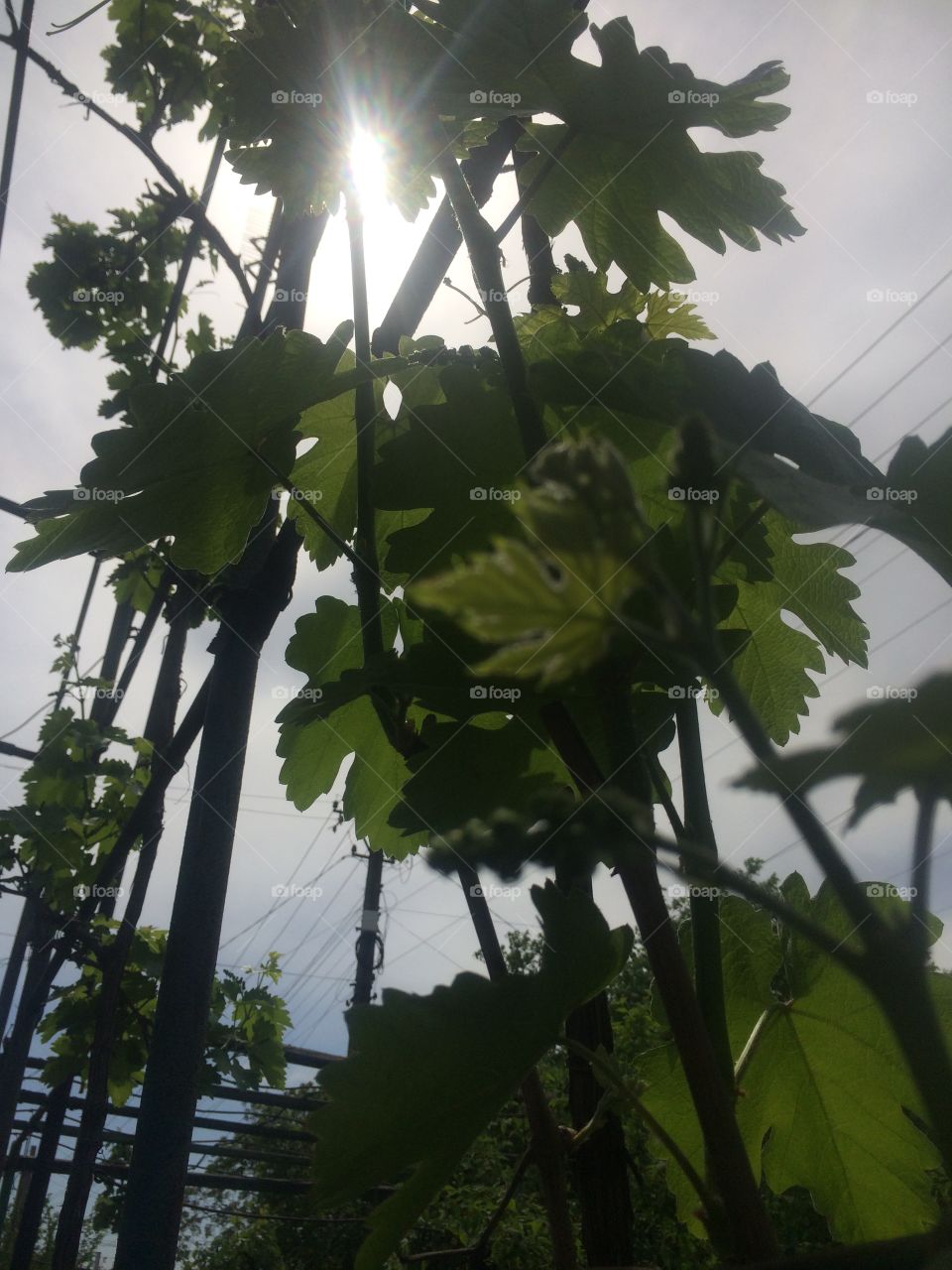 Просто зелень