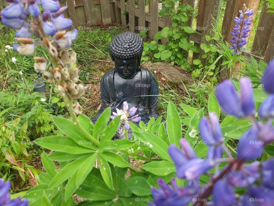 Buddha in bloom