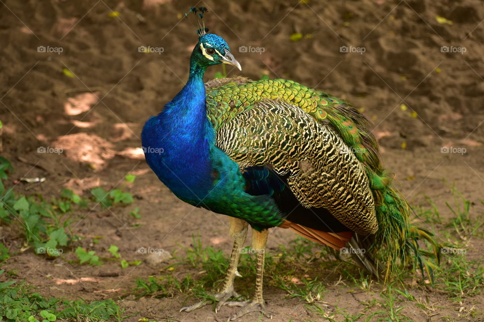 A Lone Peacock