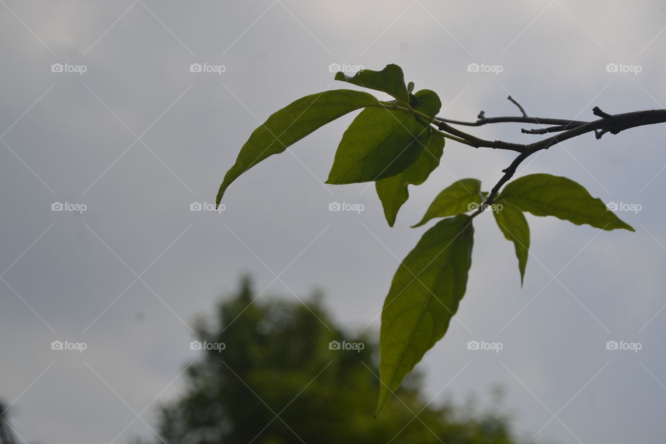 i like a leaf very beautifull