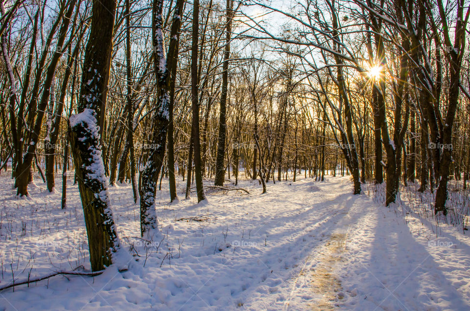 winter landscape