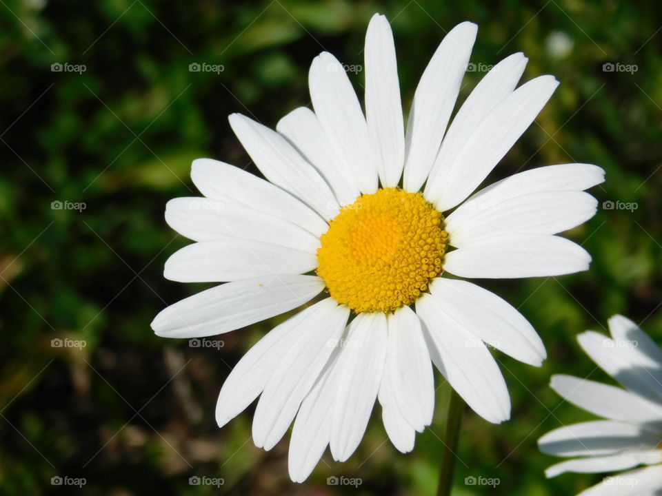 daisy