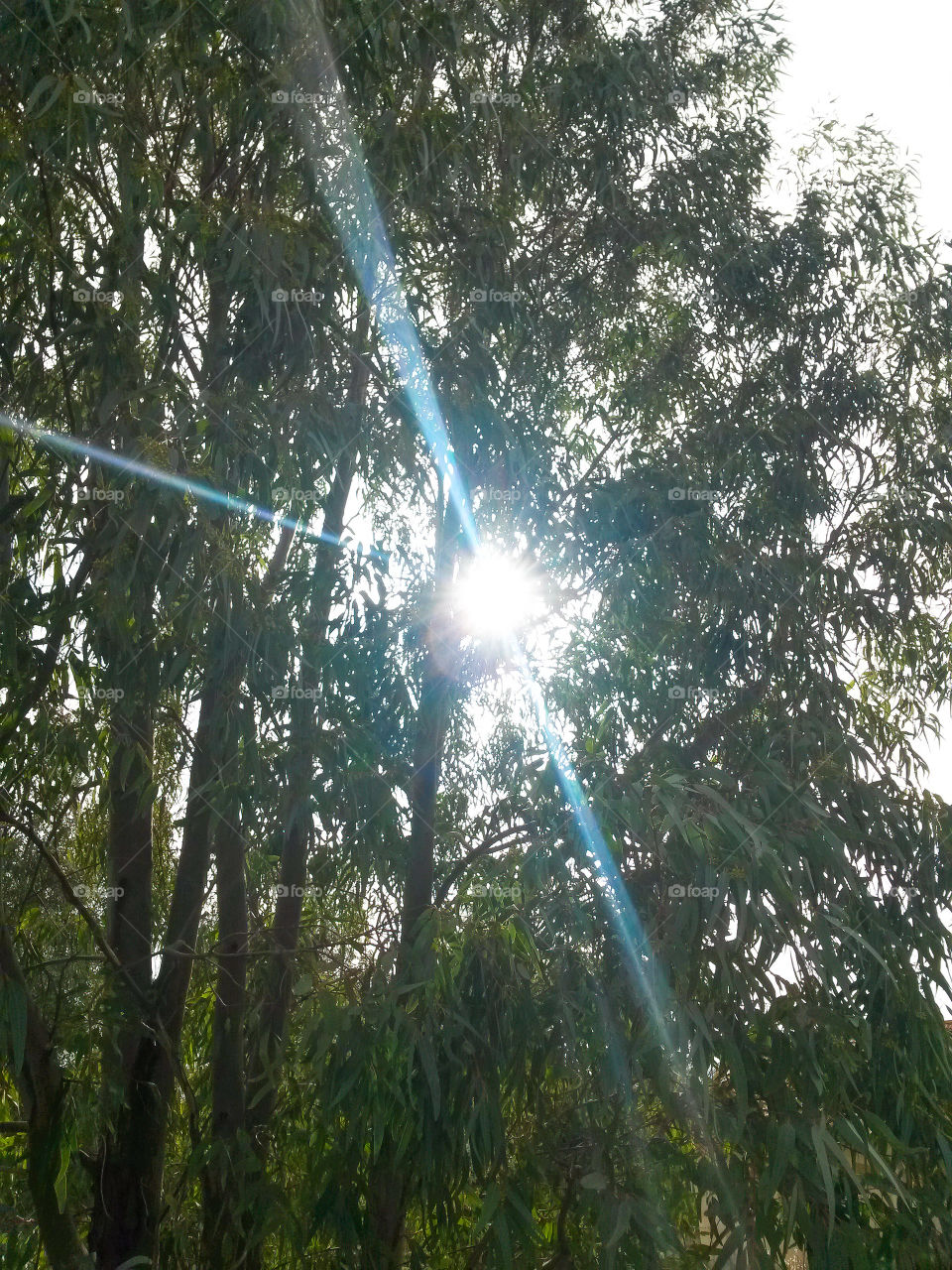 tipical sardinian willow over a warm mediterranean Sunlight