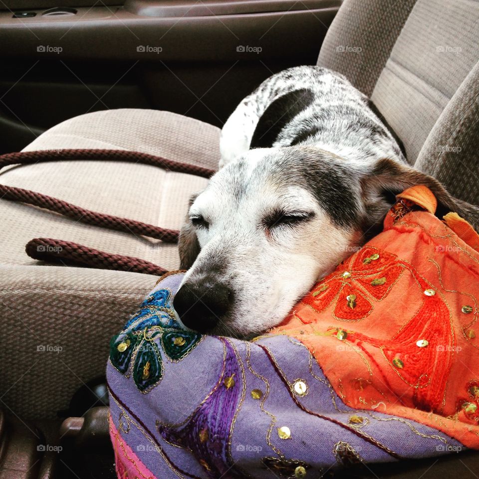 Nap time in the car. Snapped this of my dog sleeping on my bag in the car.
