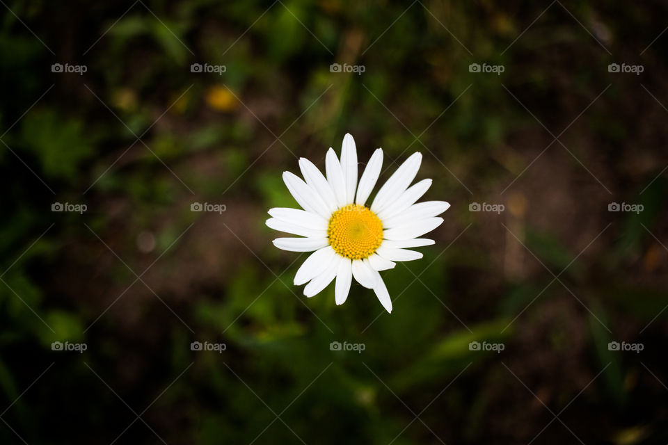 camomile , white and yellow