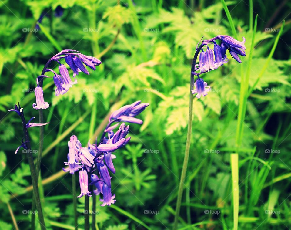 Bluebells flowering in spring 