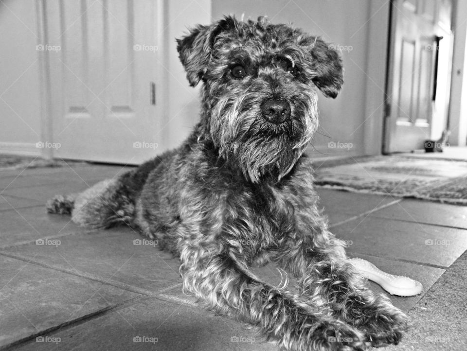 Cats and dogs - B&W - Billy, the Schnoodle is laying his belly on the floor to cool off. The Schnoodle is a cross between a Miniature Schnauzer and a Poodle. Schnoodles are charming, funny and smart, and their alert nature. 