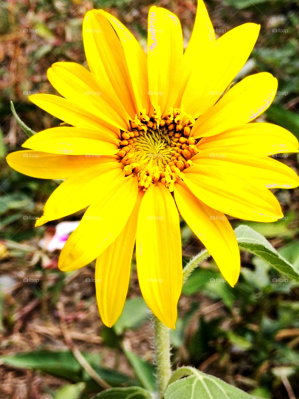sunflower