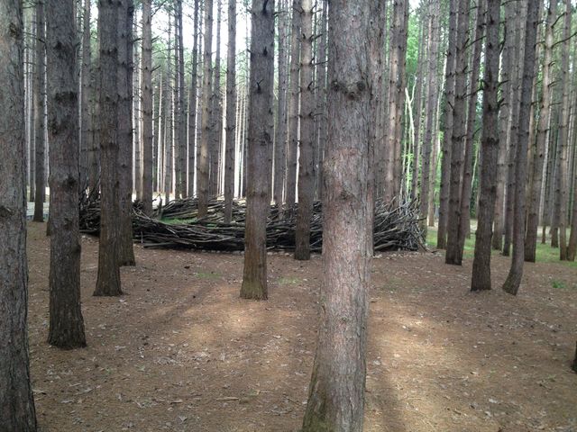 Fort in a Forest