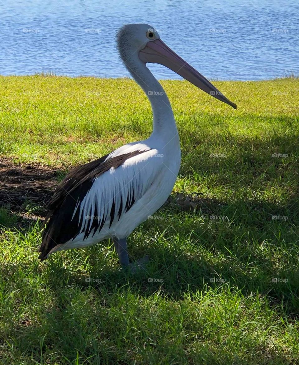 pelican by the water