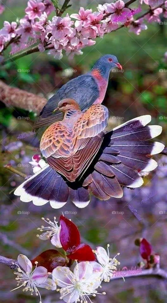 Bird