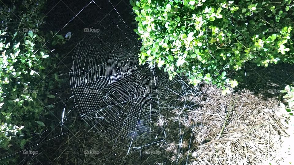 Nature, Spiderweb, Outdoors, Trap, Spider