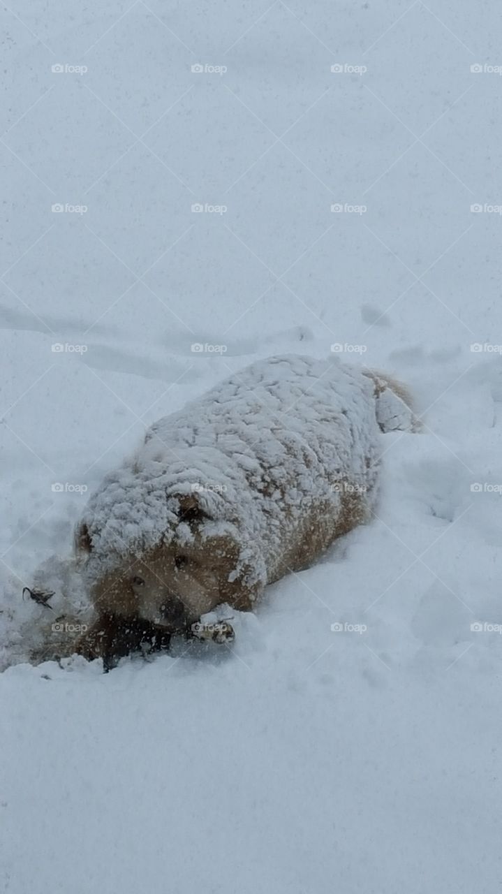 Snow Place for a Chow