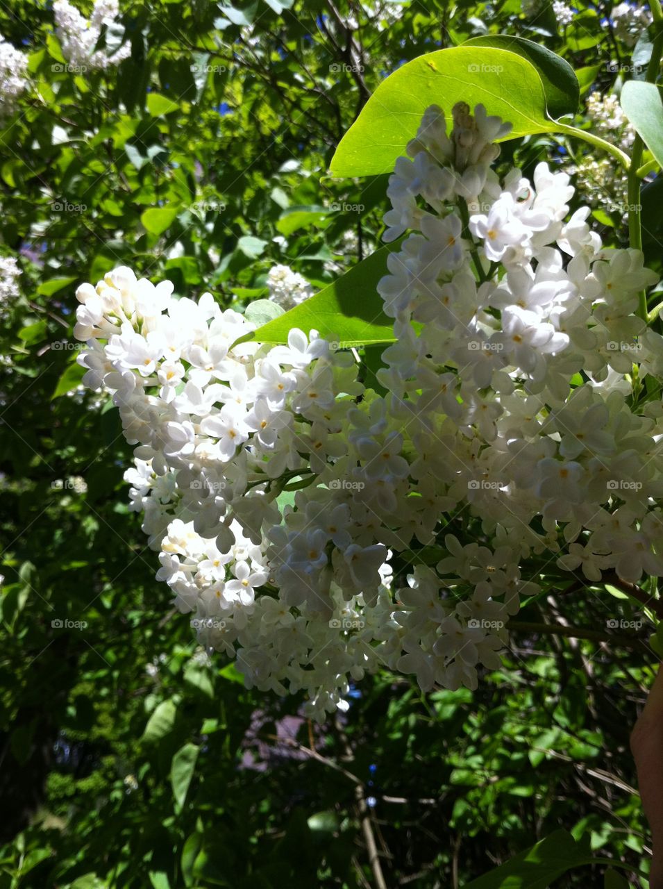 White liliac. Syringa vulgaris