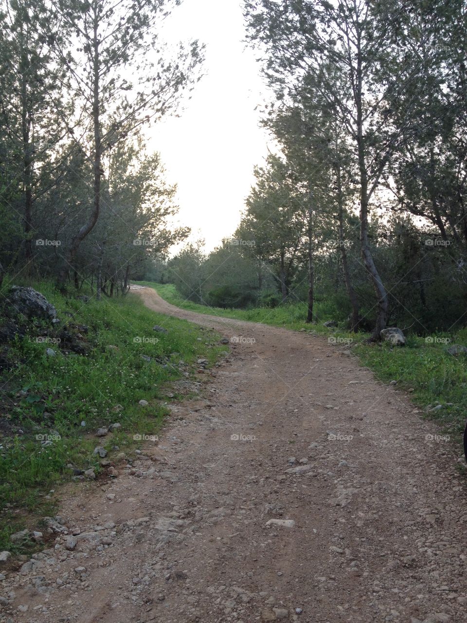 Empty walkway in forest