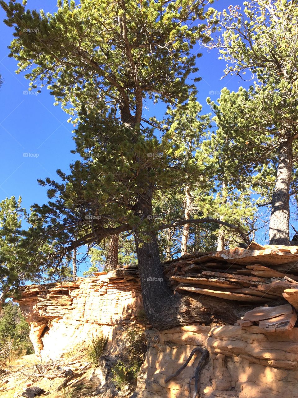 Big Tree Big Rock. Huge pine tree growing out of rock on a mountain 