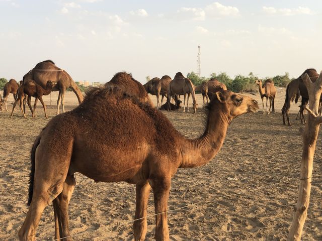 With camel 