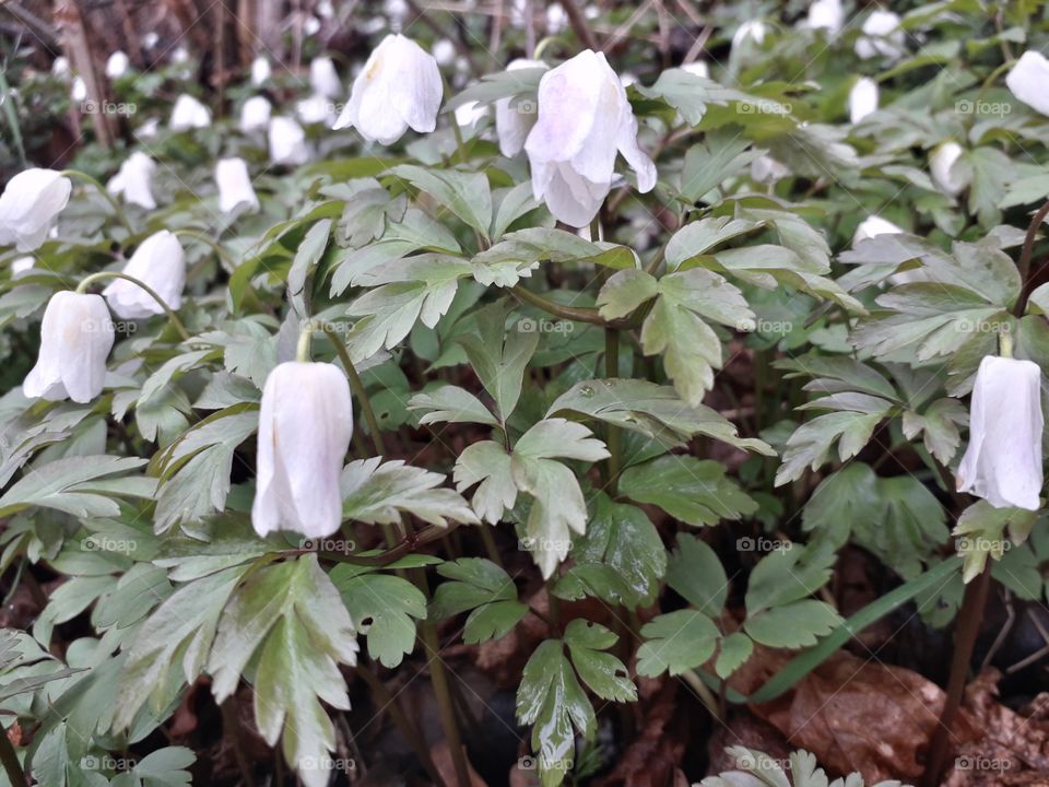 springtime in the wood