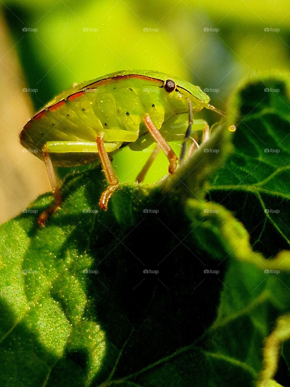 green insect