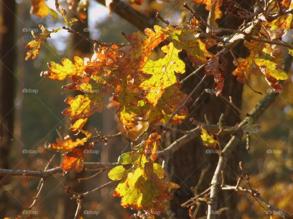 leaves