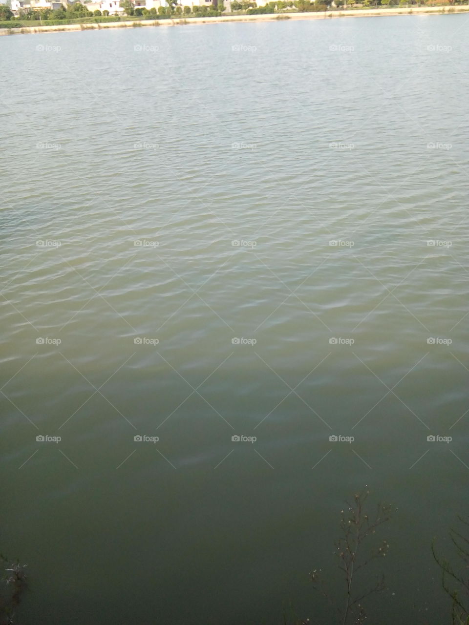 beautiful water lake in a garden