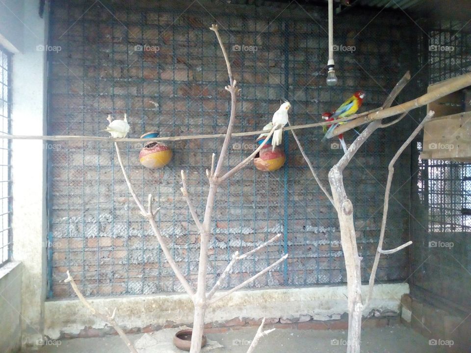 colourfull birds