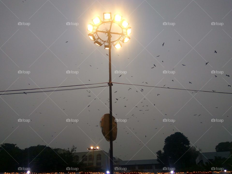 birds with electricity and light .
birds on the wire in evening.