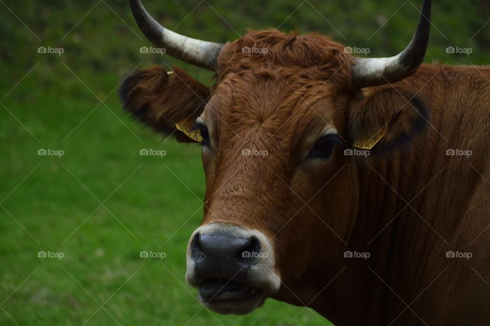 mirada triste. vaca en Asturiad