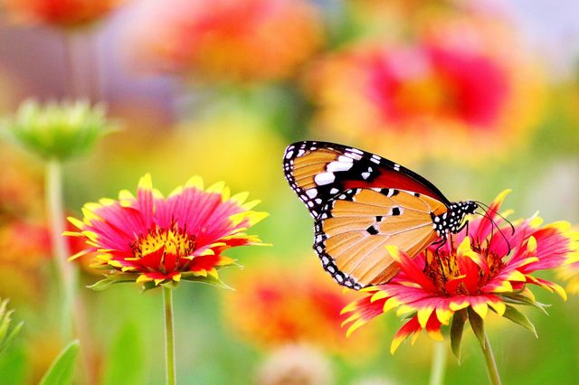 Beautiful  Butterfly  with  beautiful  flowers.