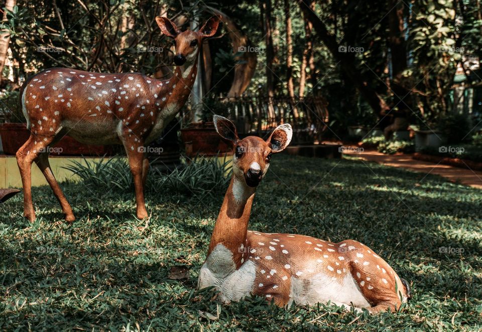 Beautiful skika deer