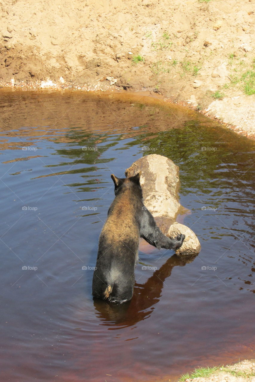 No Person, Water, Nature, Wildlife, Outdoors