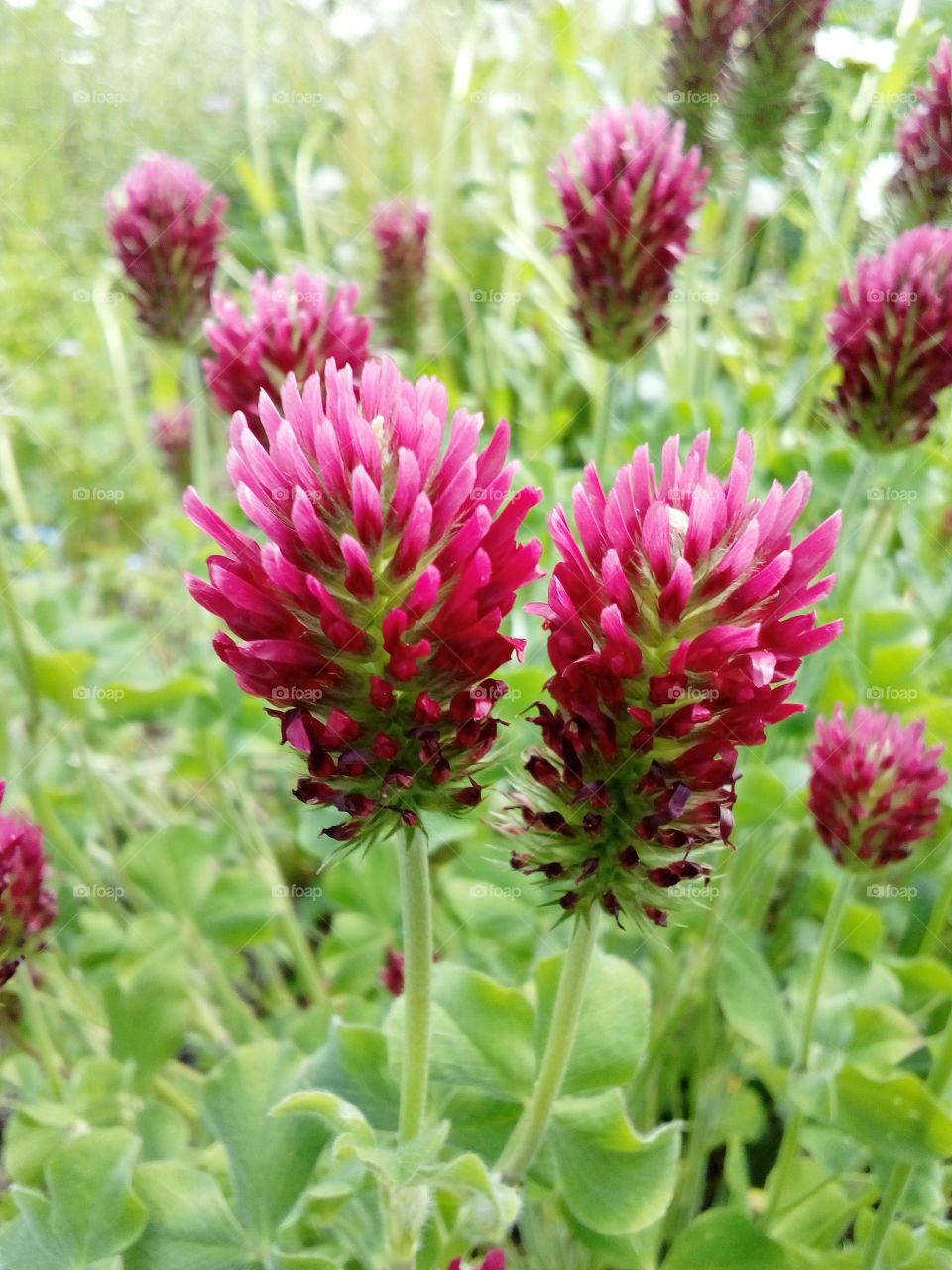 Clover flower or Trifolium flower