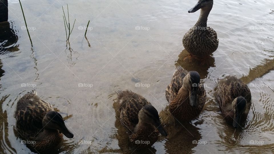 Duck, Bird, Nature, Goose, Water