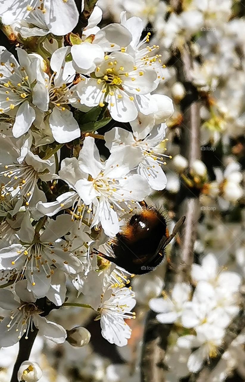 Queen bee on cherry tree