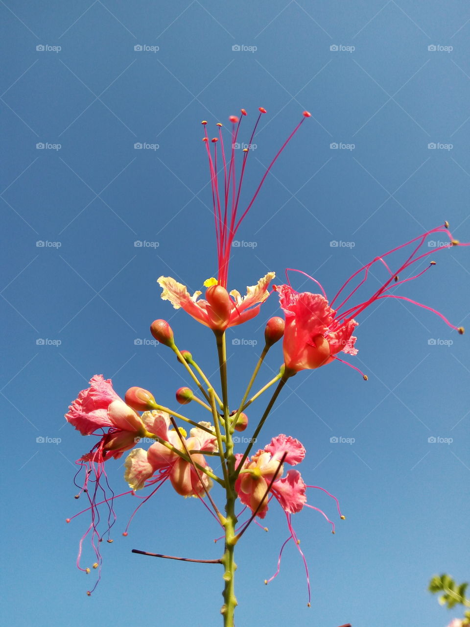 beautiful tropical buds
