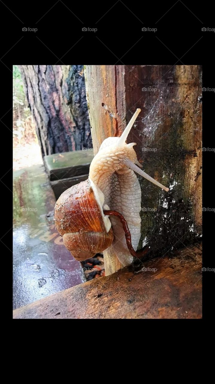 The snail is crawling along the old window.  White snail body and orange shell with earth clumps