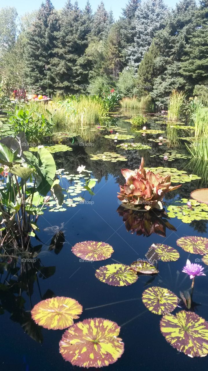 Lilypads. Taken at gardens in Denver
