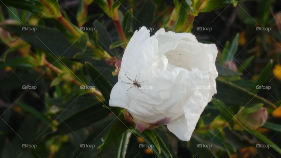 La araña que besó a una flor