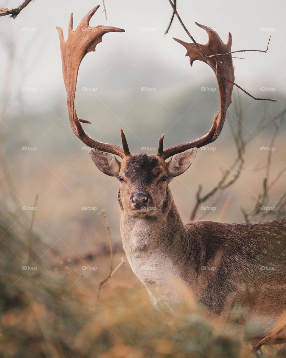 Beautiful brown colour deer