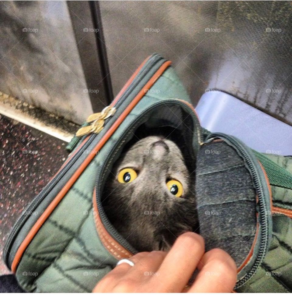 My Russian blue n I traveling but he prefers the top open to know he can get away in an emergency lol 