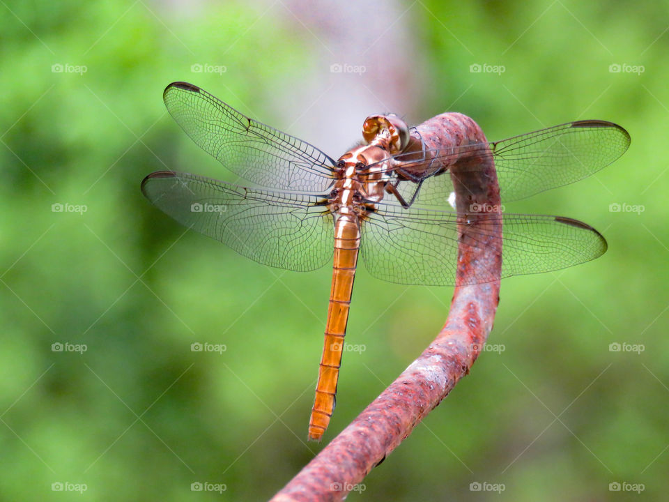 Orange dragonfly