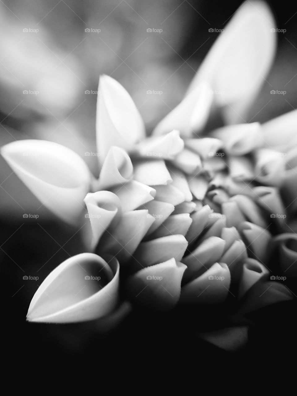 bw flower