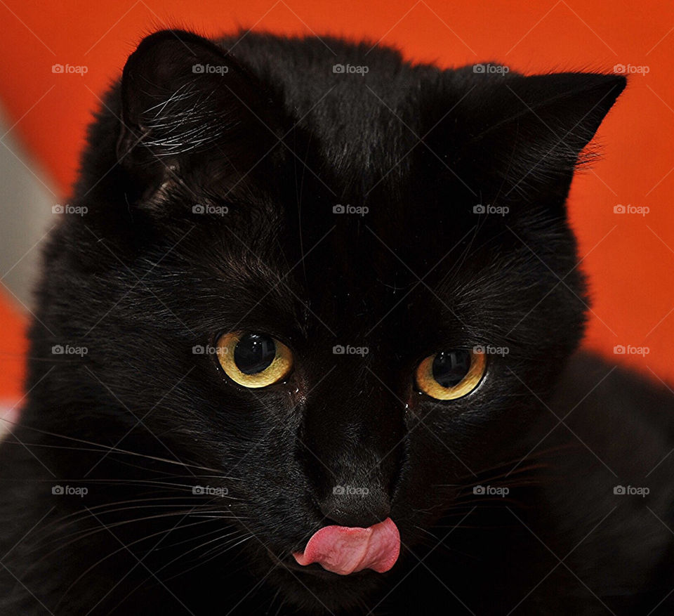 Black cat licking nose