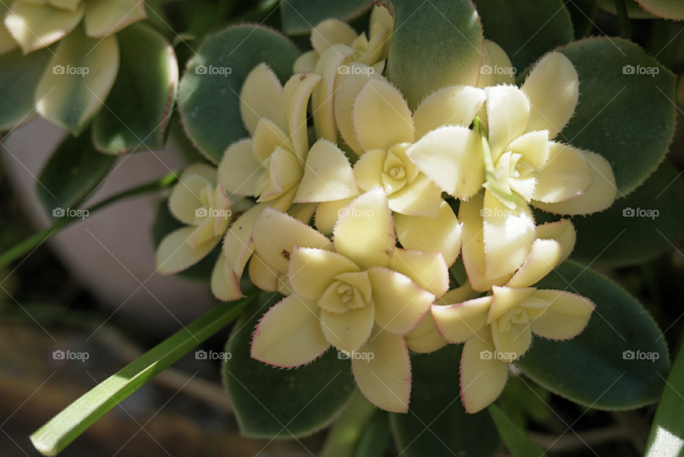 Tree Aenium 
Spring
California Flowers