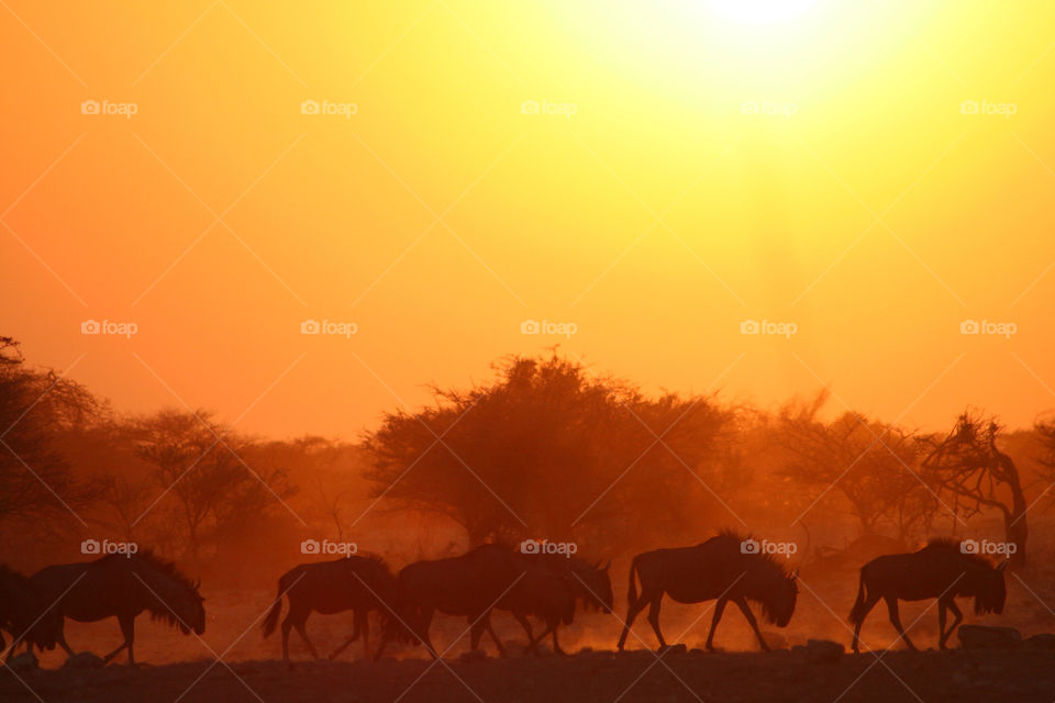 sunset animals africa heat by geebee