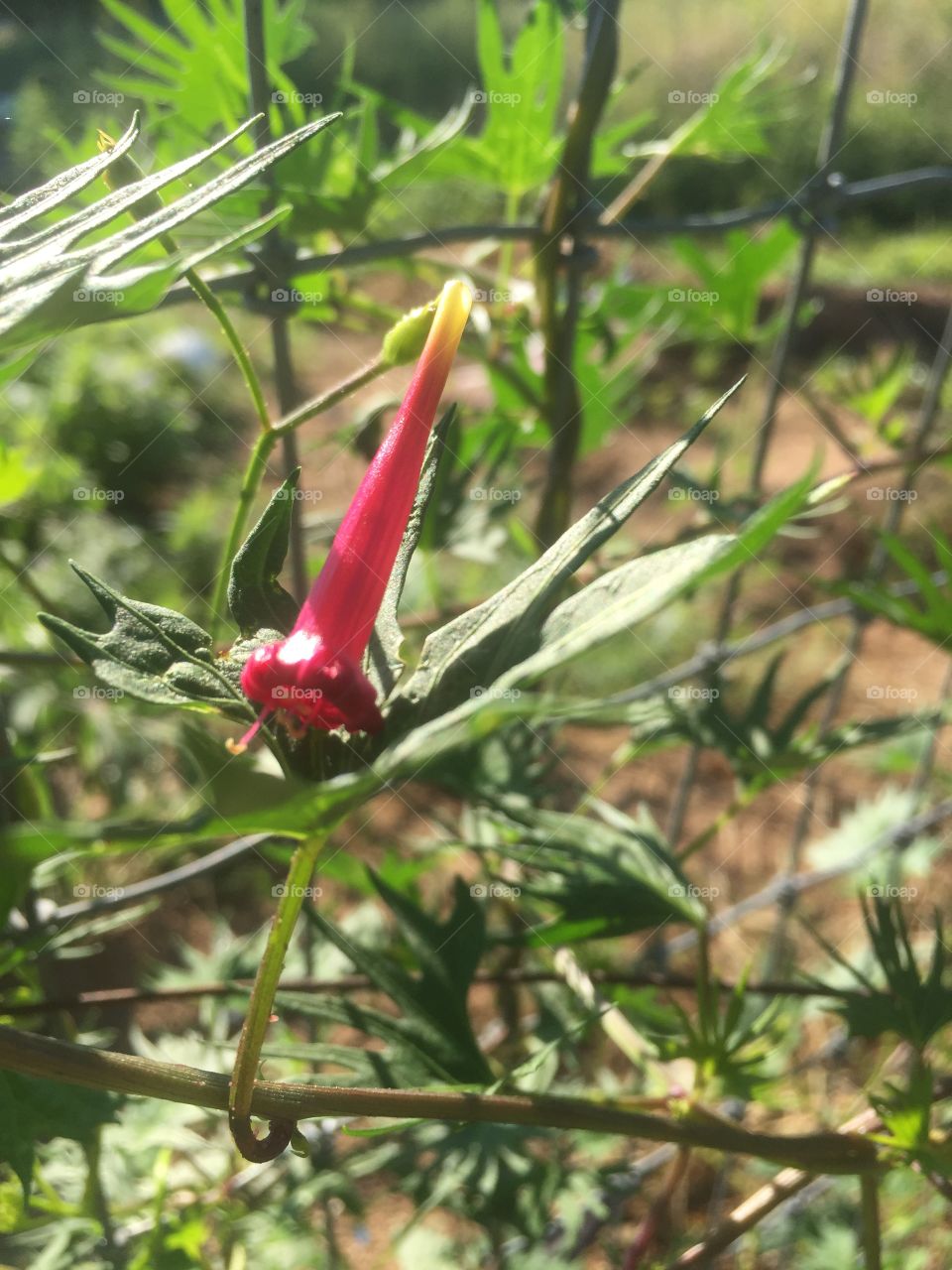 No Person, Nature, Outdoors, Leaf, Flower