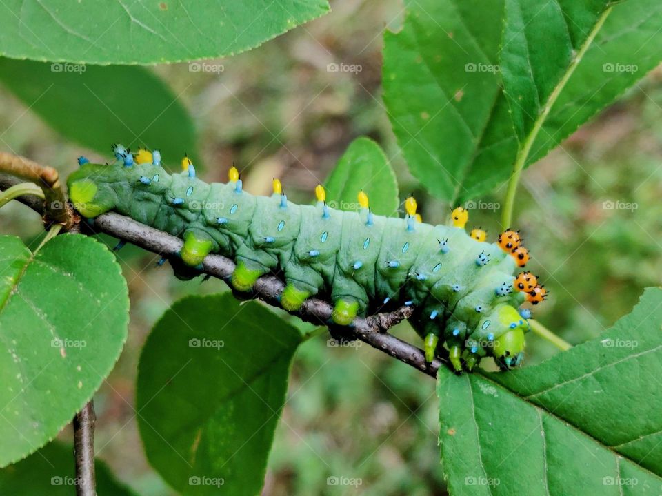 caterpillar