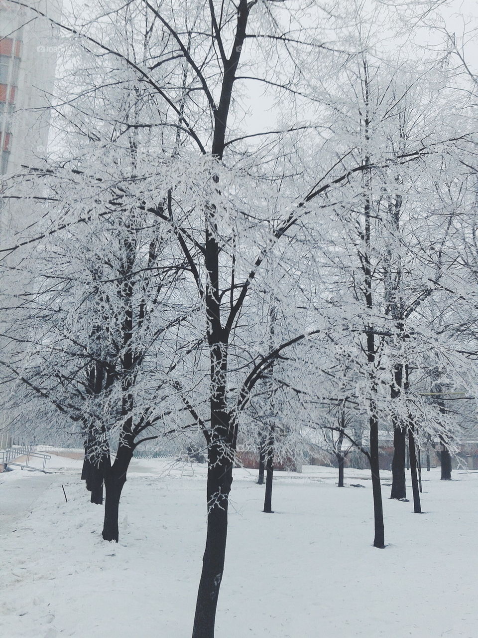 Trees in snow